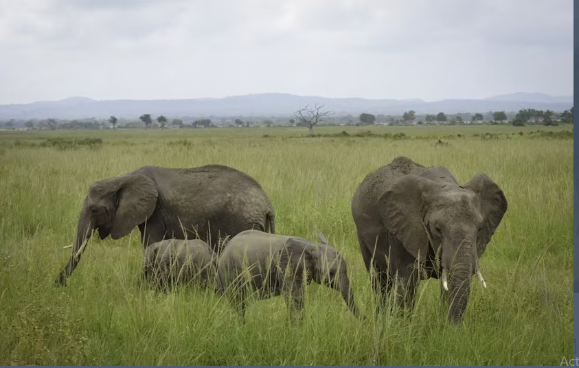 Mikumi National Park 1-day safari tour from Zanzibar - Image 4